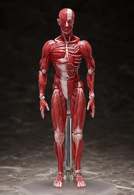 figma 人体模型 フリーイング 可動フィギュアが予約開始！人体の構造を細部まで再現！ 0831hobby-jintai-IM001